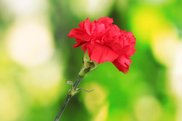 April 25th celebrated with music and flavors in Bordeira