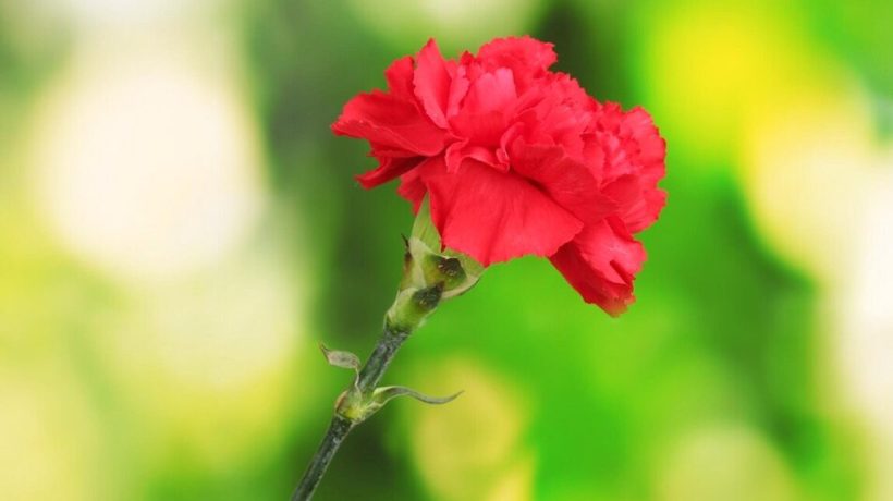 April 25th celebrated with music and flavors in Bordeira