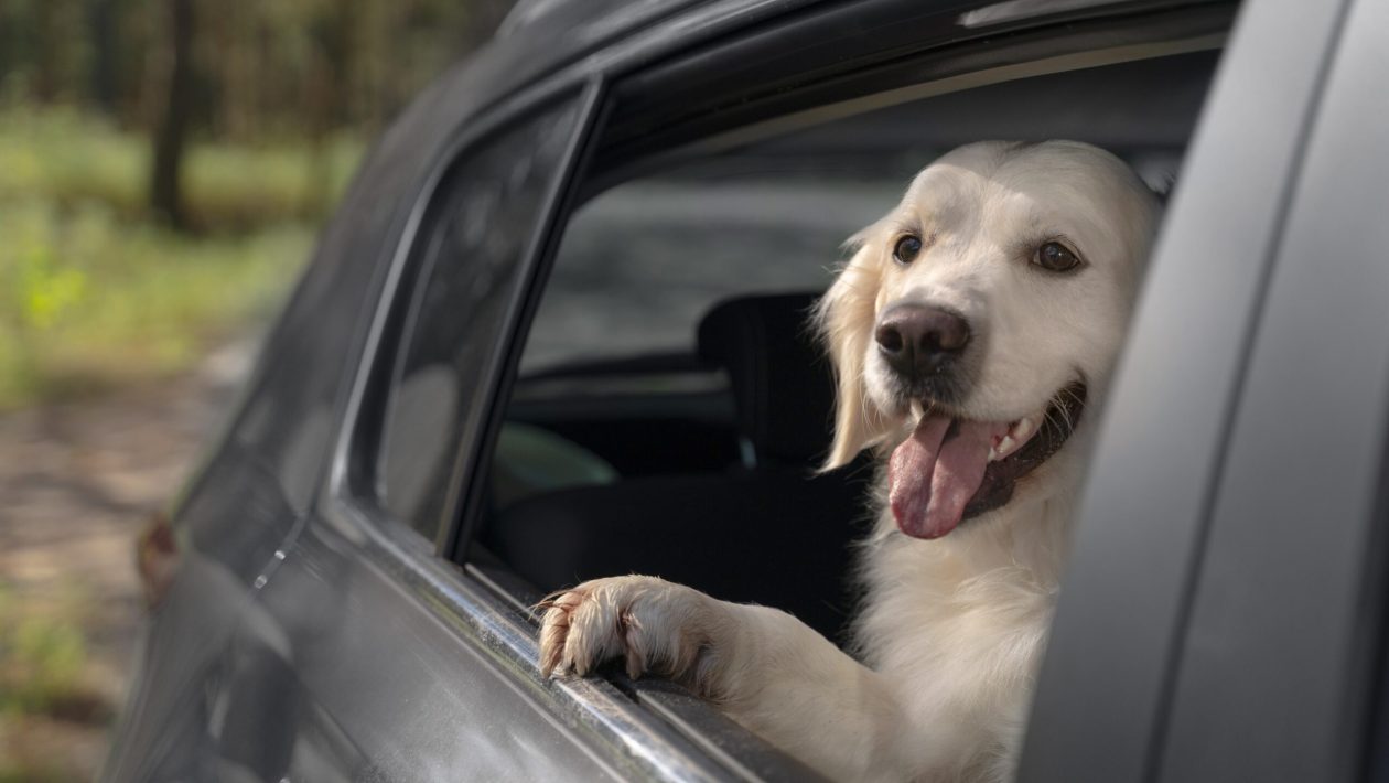 Are you going to Spain by car and taking the dog? EU 'tightens' rules on this date and the 'faithful friend' could be stuck at the border