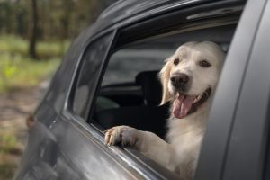 Are you going to Spain by car and taking the dog? EU 'tightens' rules on this date and the 'faithful friend' could be stuck at the border
