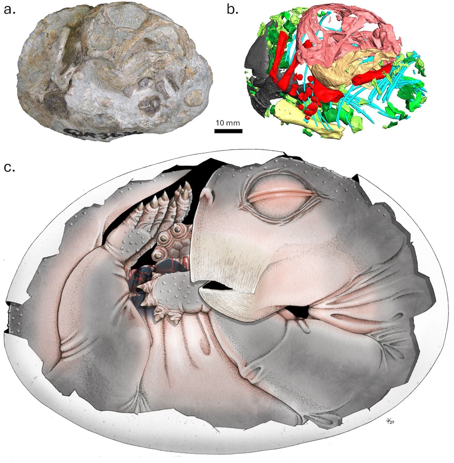 Proto-mammals laid eggs
