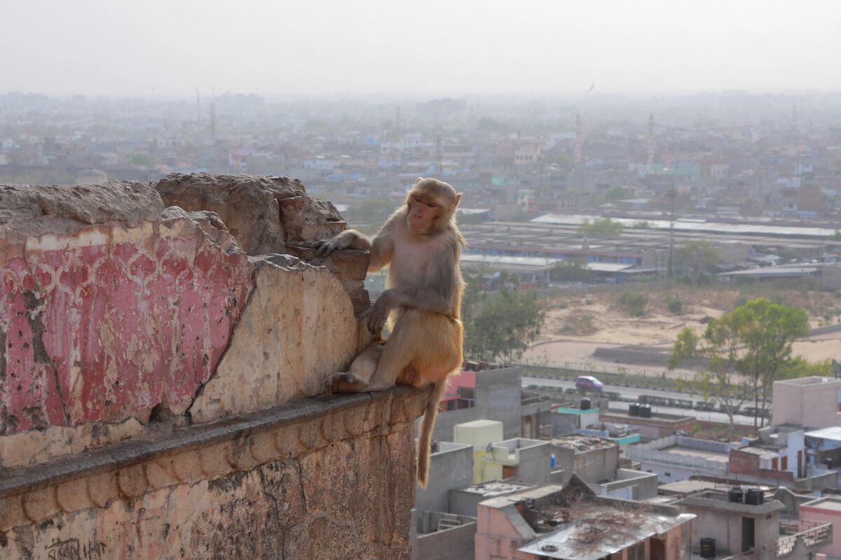 Wild animals are adapting to urban life in surprising ways