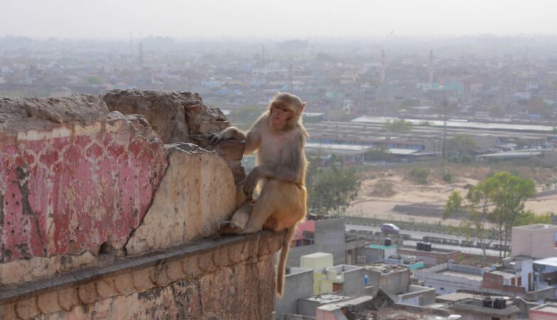 Wild animals are adapting to urban life in surprising ways