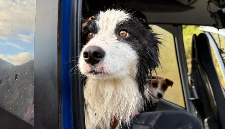 Molly was rescued. I was lost in the mountains for a week waiting for my owner