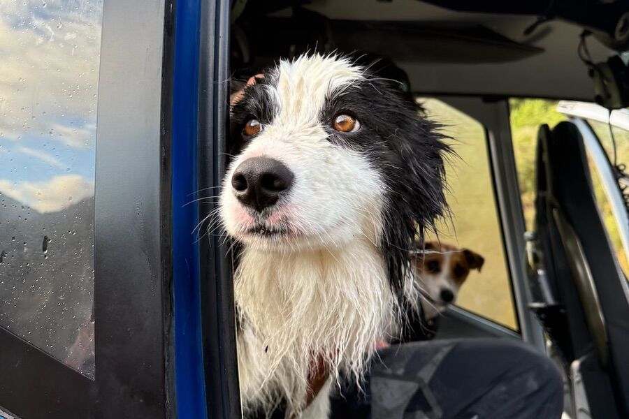 Molly was rescued. I was lost in the mountains for a week waiting for my owner