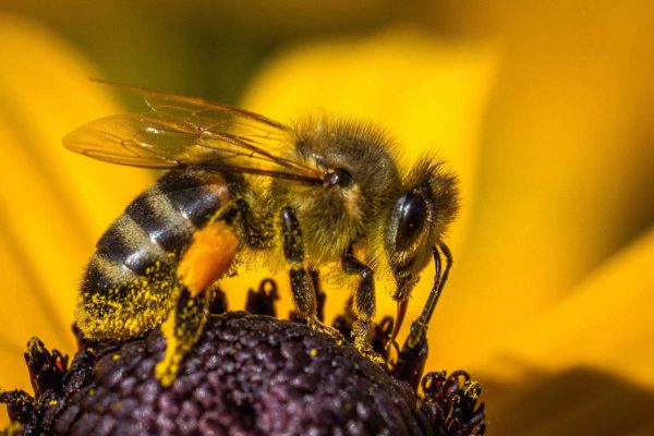 Incredible discovery: bees can count too