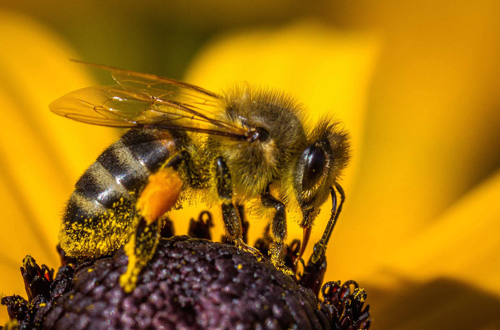 Incredible discovery: bees can count too