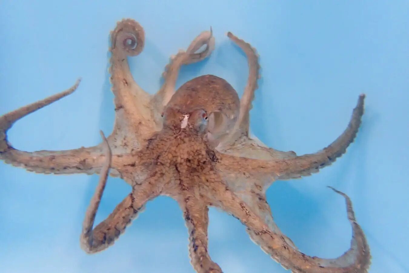 Male octopuses have a preferred arm (which they use mainly for sex)