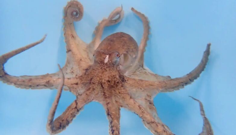Male octopuses have a preferred arm (which they use mainly for sex)