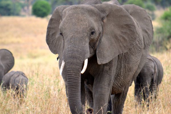 African elephants are exchanging genes across the continent