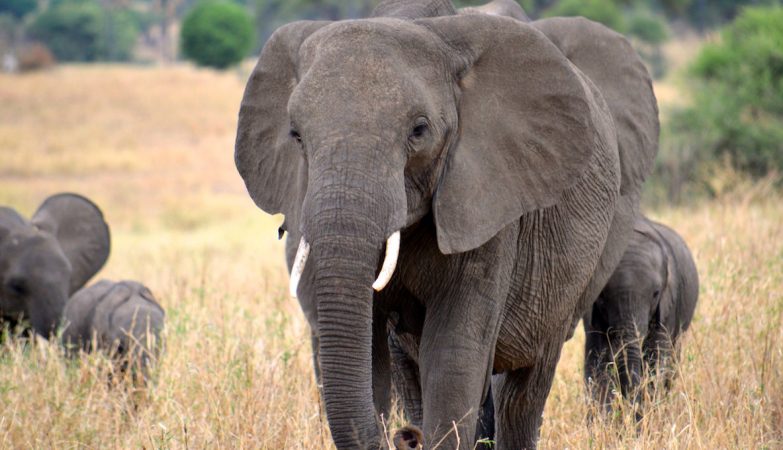 African elephants are exchanging genes across the continent