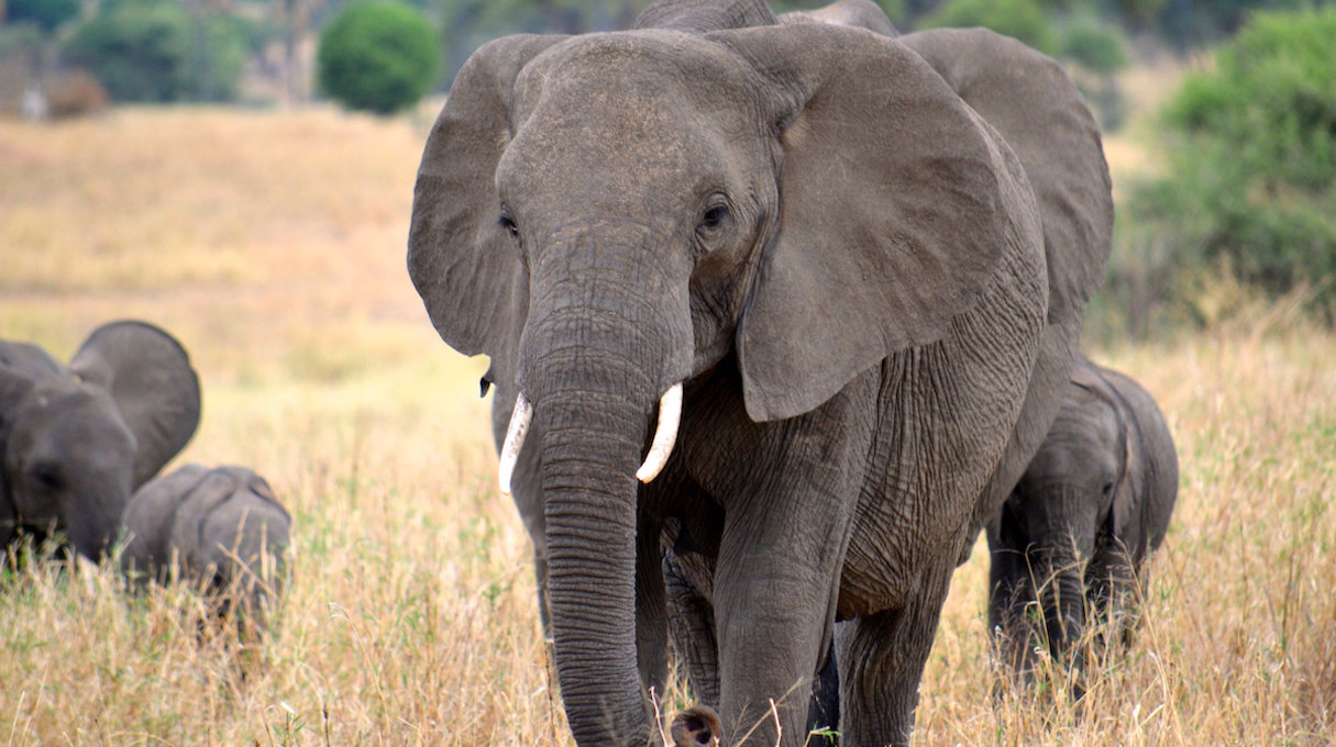African elephants are exchanging genes across the continent