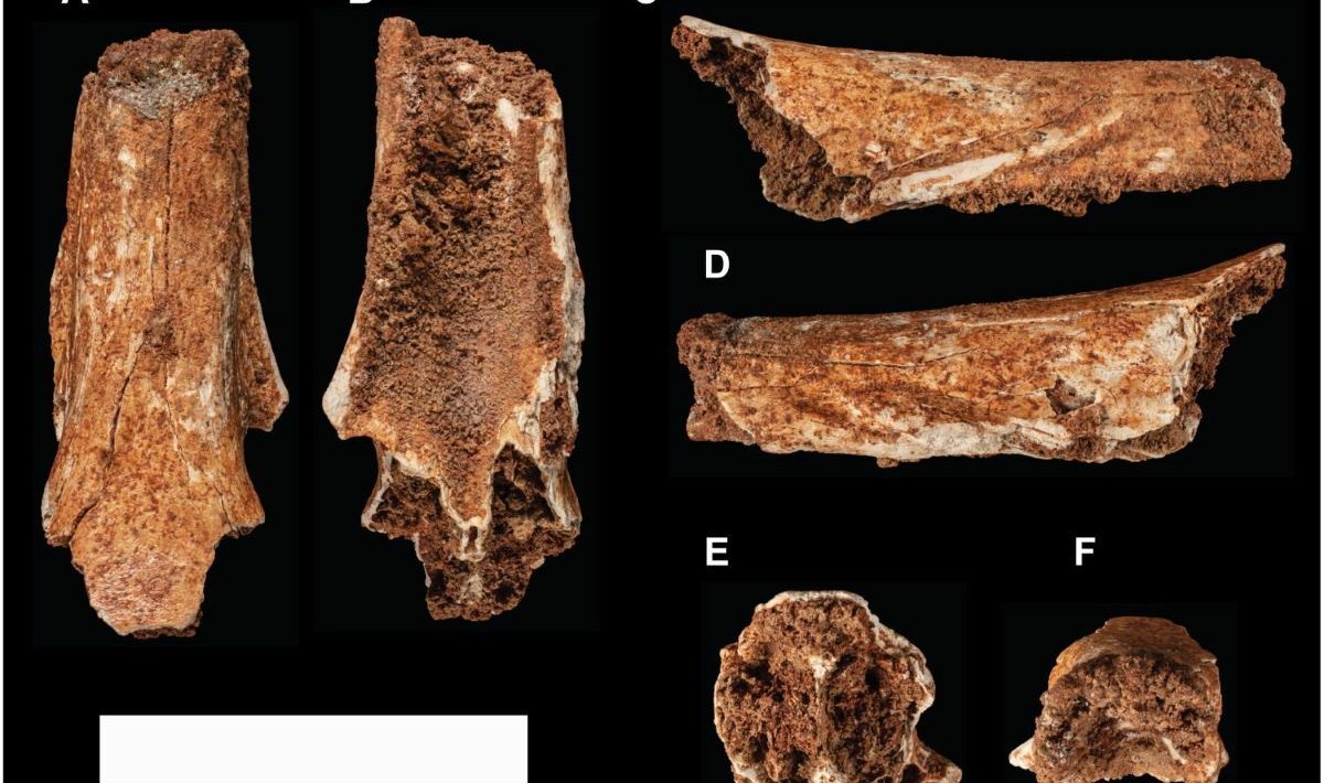 A fossil removed 119 years ago from a smelly cave has just solved a paleontological enigma