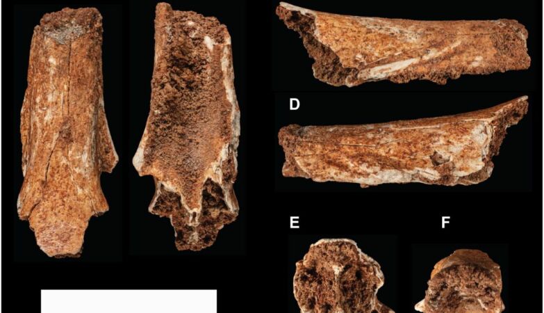 A fossil removed 119 years ago from a smelly cave has just solved a paleontological enigma