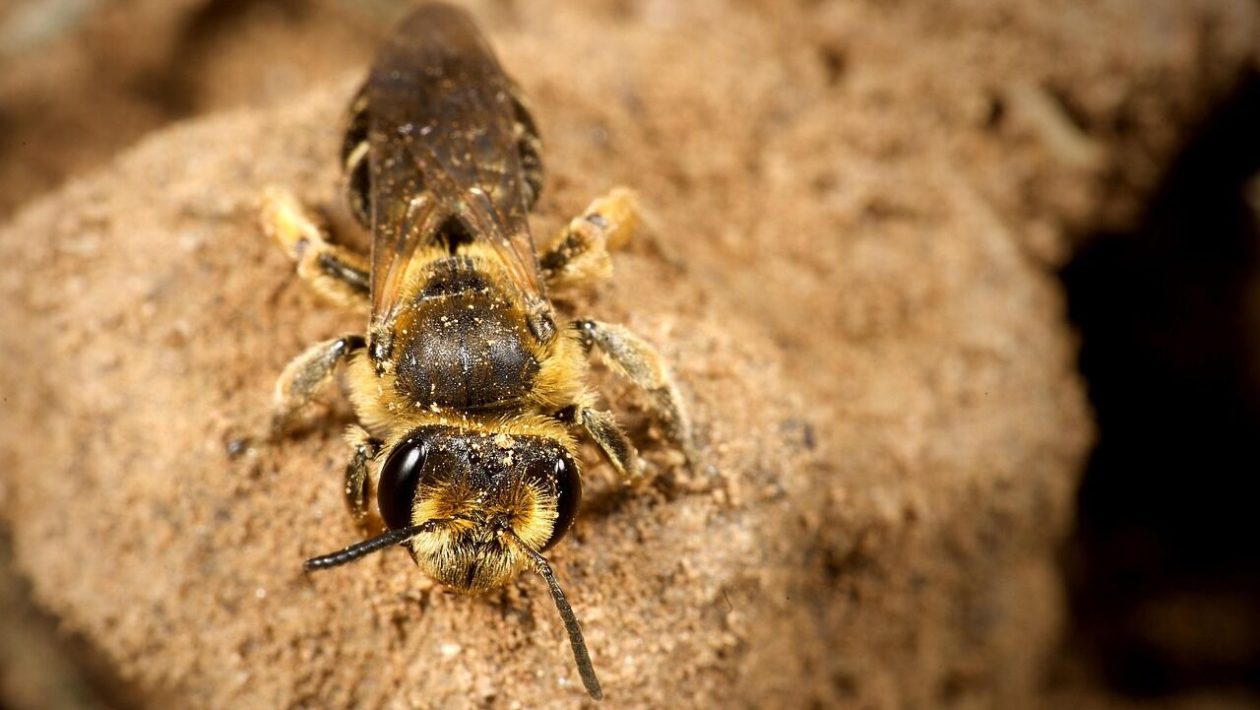 More than 5 million bees found under cemetery