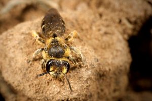 More than 5 million bees found under cemetery