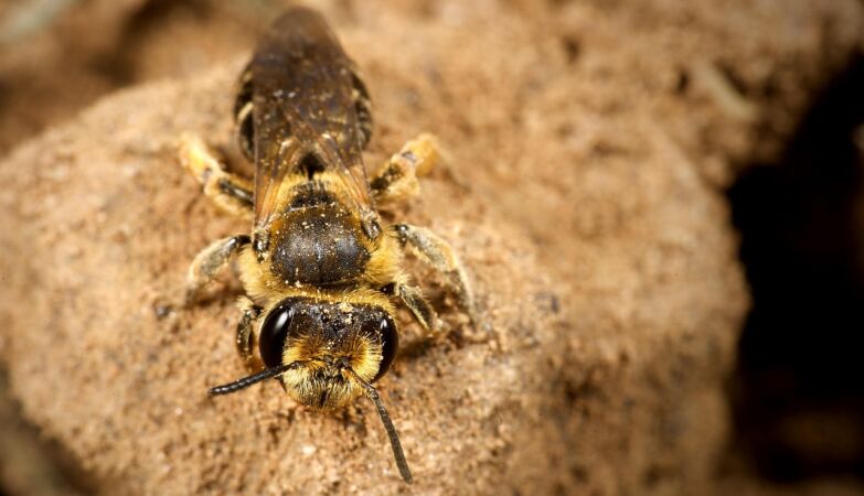 More than 5 million bees found under cemetery