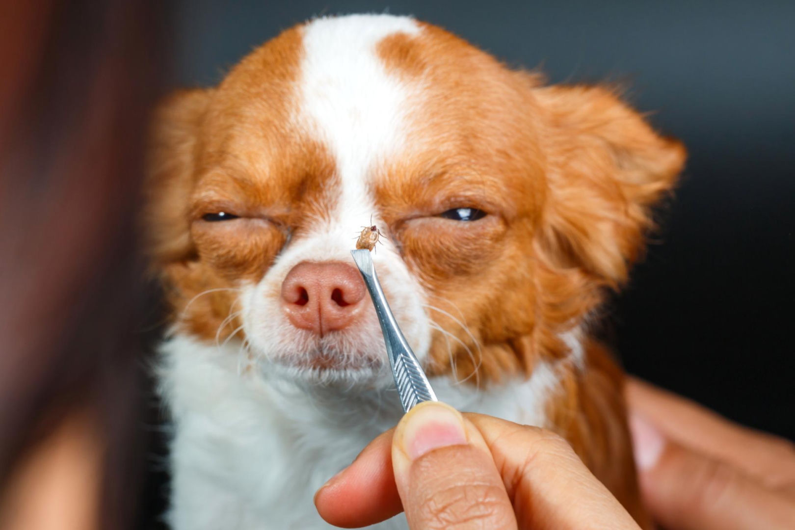 Ticks in dogs She showed a hidden function in the phone that works like an X-ray for ticks. It helps detect ticks in your dog's fur in just a few seconds. How to find a tick with your phone