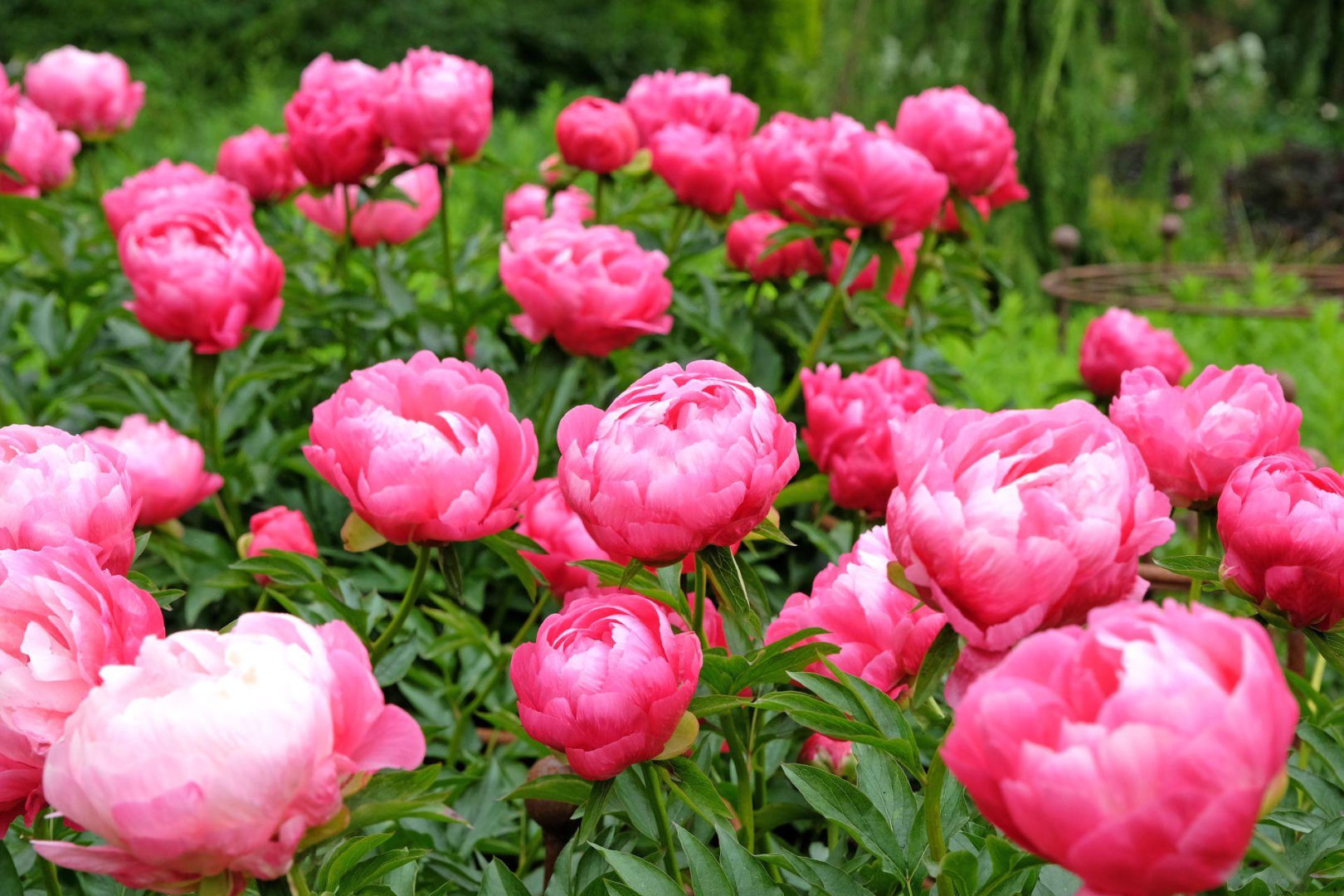 Flowers in the garden Only 2 spoons and the peony will drown in flowers. It will give a strong kick to the growth of buds. Homemade fertilizer for peonies in spring