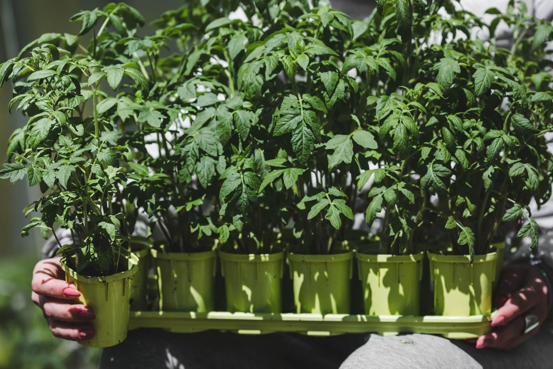 Home vegetable garden One glass is enough to nourish tomato seedlings. A method for thick roots and shoots ready for ripening tomatoes. Fertilizing seedlings in seedlings