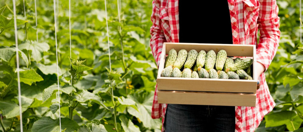 Home vegetable garden This spice will make your cucumber farming professional. Pour 2 teaspoons of warm water and water the cucumber seedlings. You will strengthen the roots and shoots on which cucumbers will appear