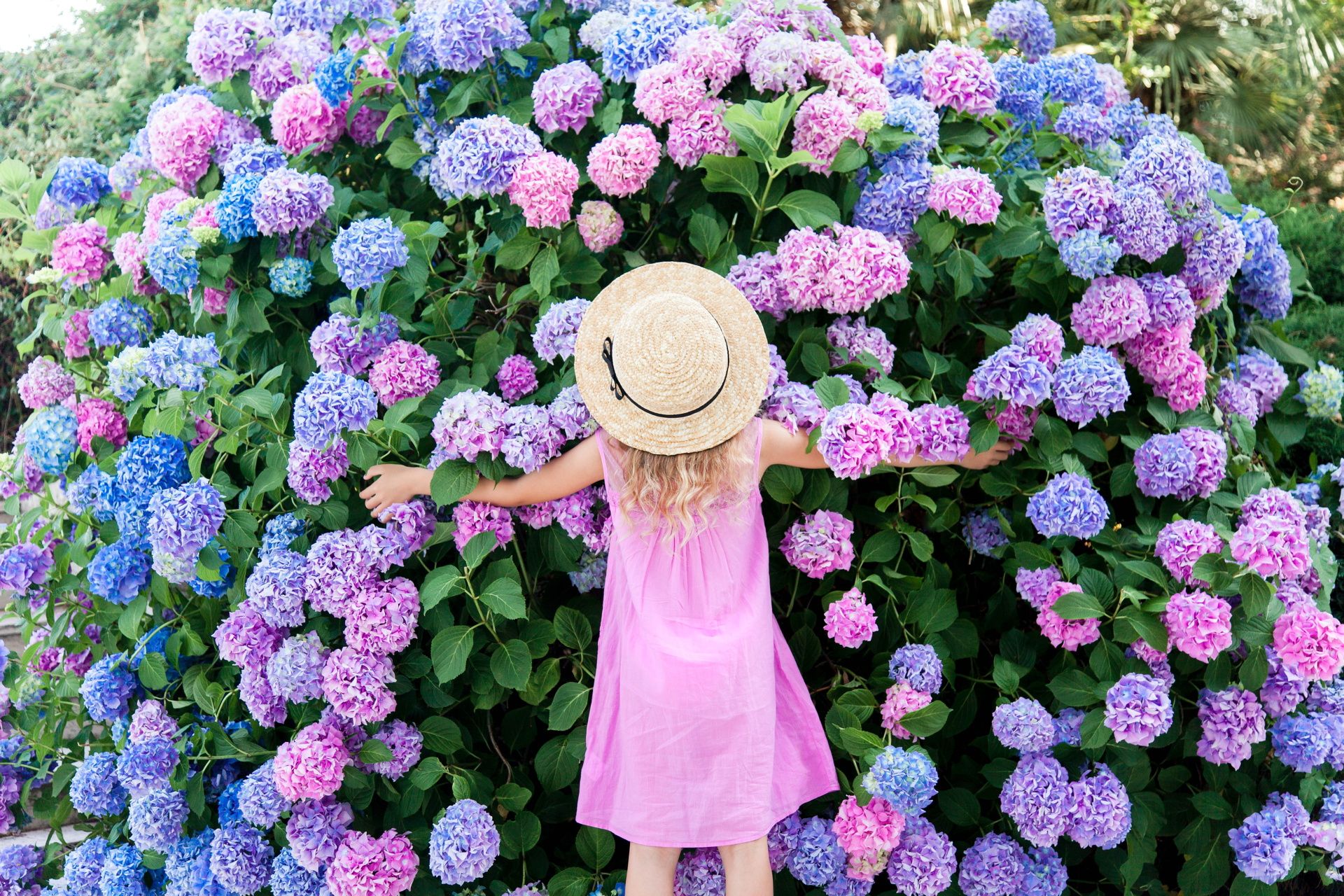 Garden Hydrangeas withering and turning brown? Water them with homemade fertilizer. Thanks to this, instead of empty stalks, in a few months you will see spherical flowers. How to fertilize hydrangeas to make them bloom better?