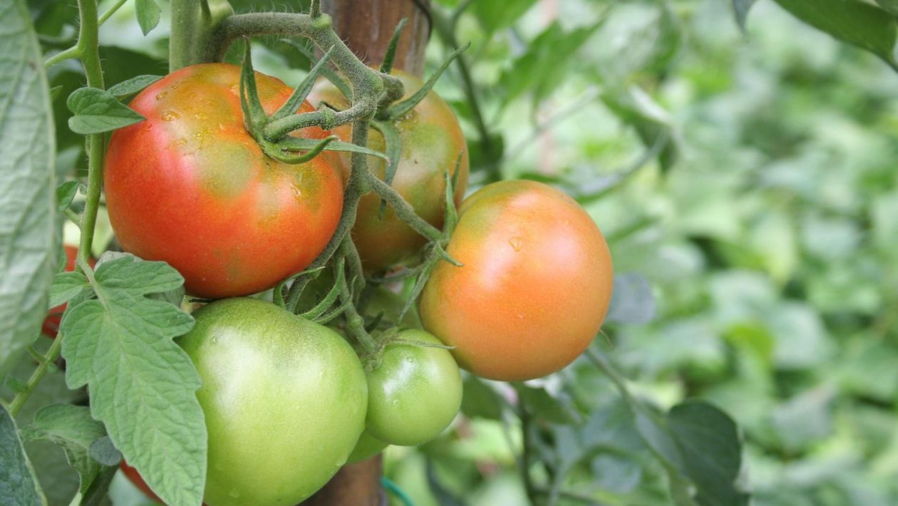 Home vegetable garden Water your tomato seedlings exactly after this date! The roots will be thick and the tomatoes will be red. The best fertilizer to nourish tomatoes in the ground