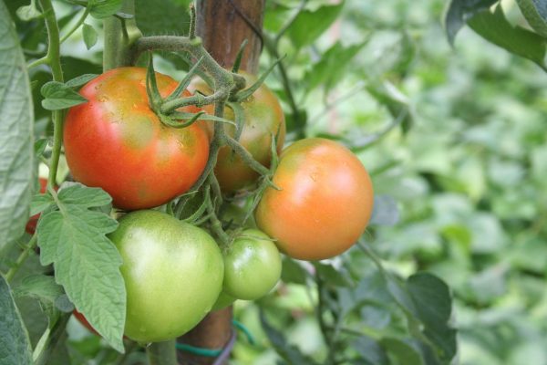 Home vegetable garden Water your tomato seedlings exactly after this date! The roots will be thick and the tomatoes will be red. The best fertilizer to nourish tomatoes in the ground