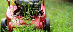 Home and garden This is a new trend in Polish gardens! Poles do this with their lawn and have peace of mind during drought! There's this little, disturbing catch