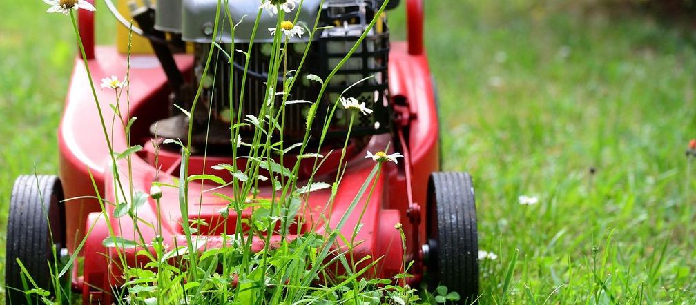 Home and garden This is a new trend in Polish gardens! Poles do this with their lawn and have peace of mind during drought! There's this little, disturbing catch