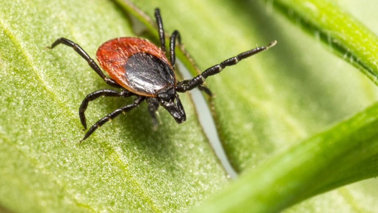 Scientific research Ticks most often choose this blood type. Surprising research results of Czech scientists