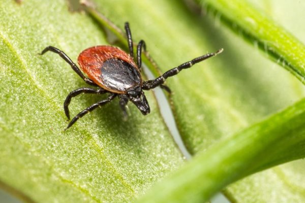 Scientific research Ticks most often choose this blood type. Surprising research results of Czech scientists