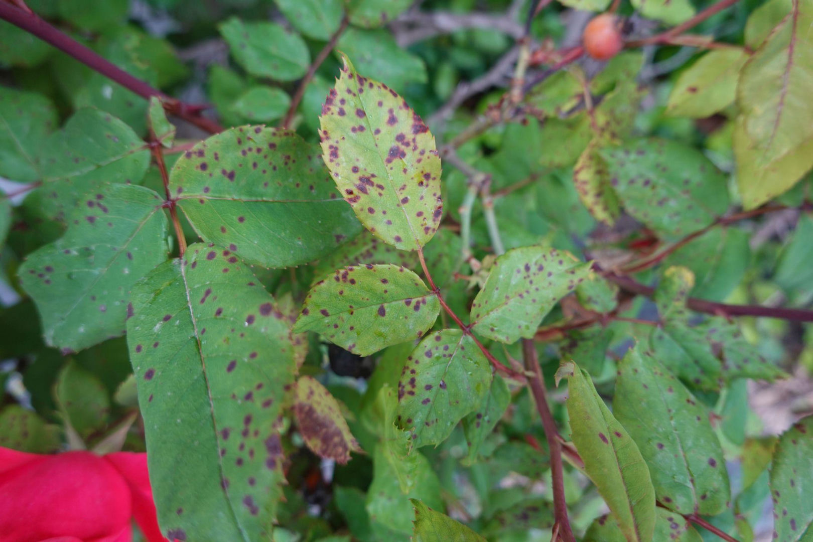 Spring in the garden Everyone who sees black spots on roses must perform this one action, otherwise black spot on roses will kill the entire bush. Spraying against fungal diseases