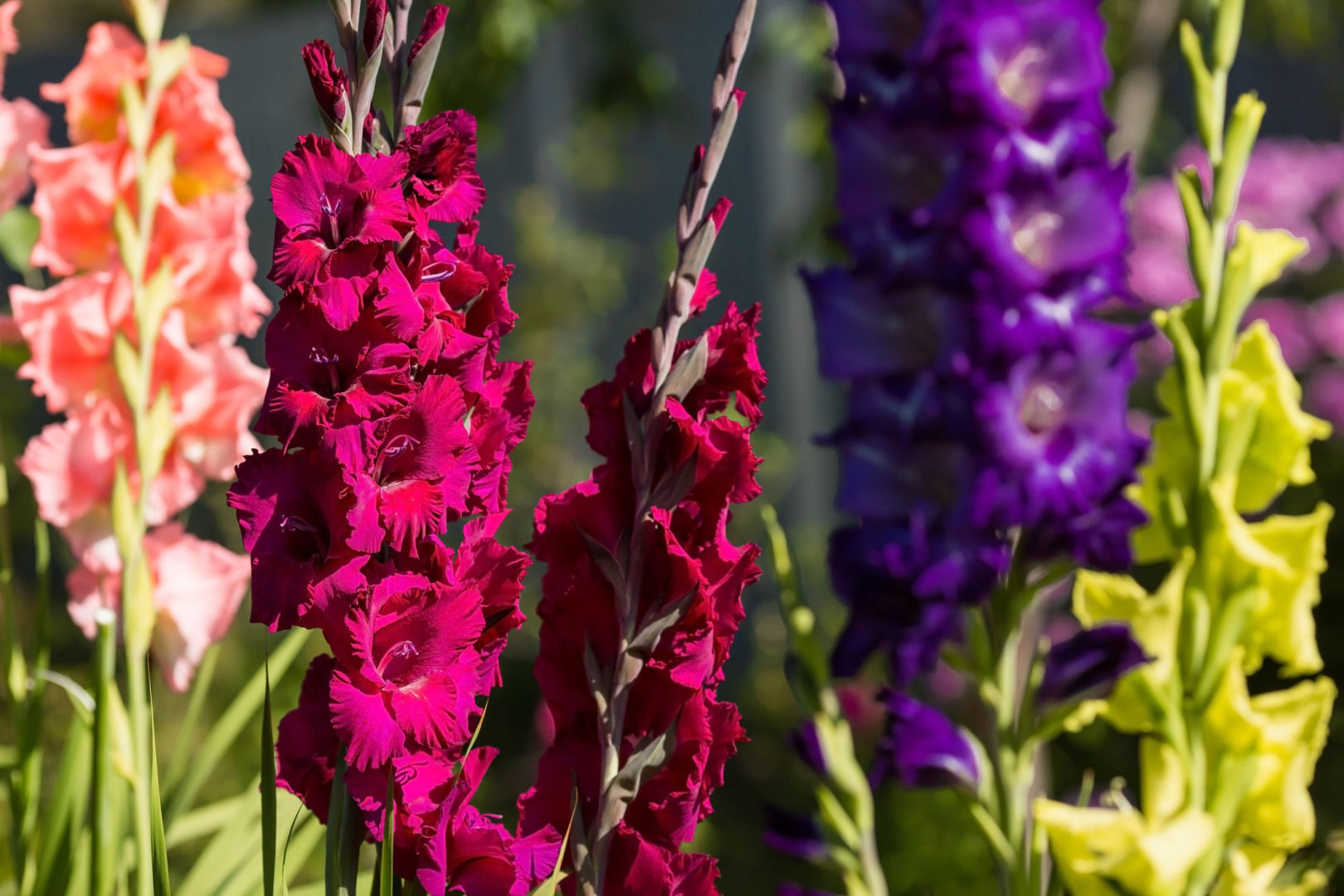 Gardening guide When to plant gladioli in the ground? This one detail in the garden will reveal the perfect moment