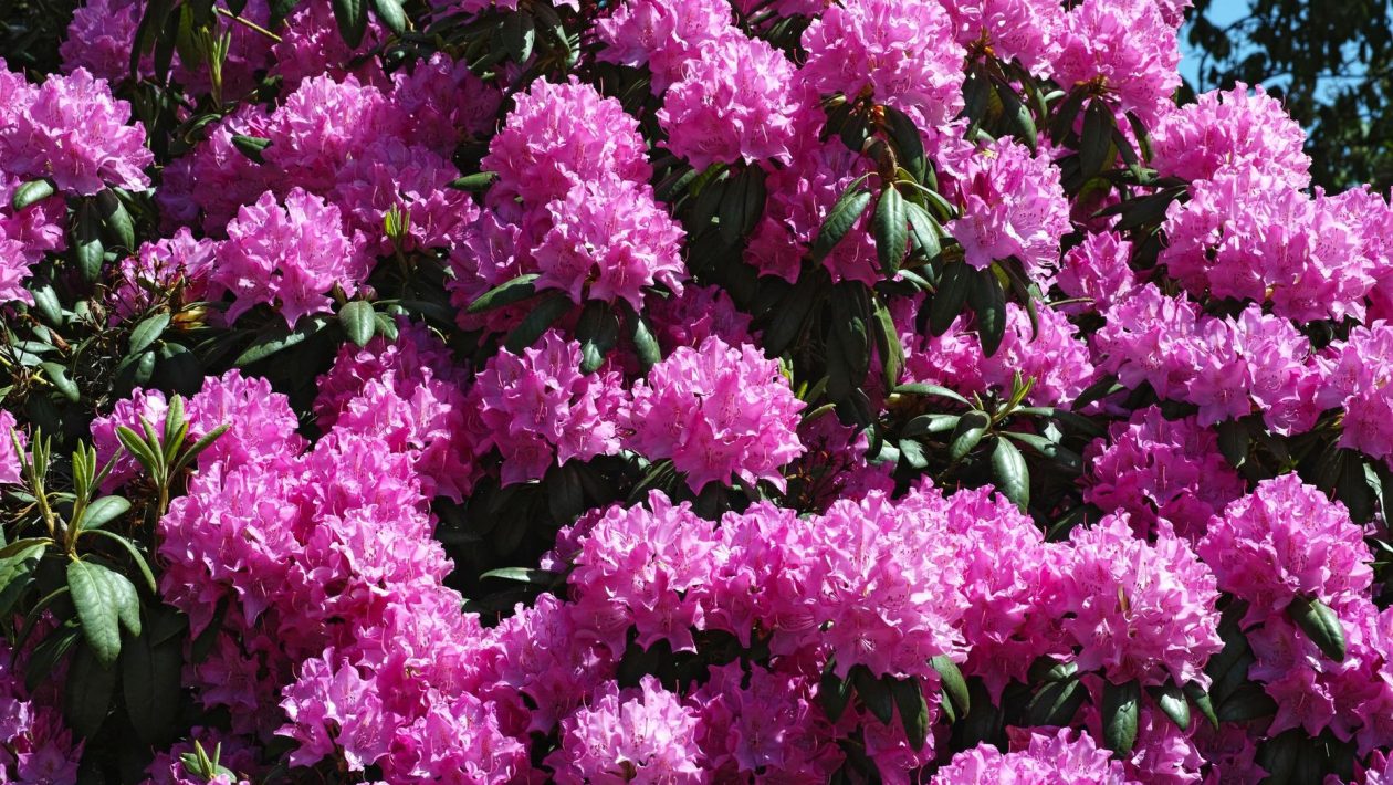 Spring in the garden Before the May weekend, bury it around the rhododendrons in the garden, and on May 1st you will see flowers blooming. Rhododendron fertilizer that doesn't require a diploma