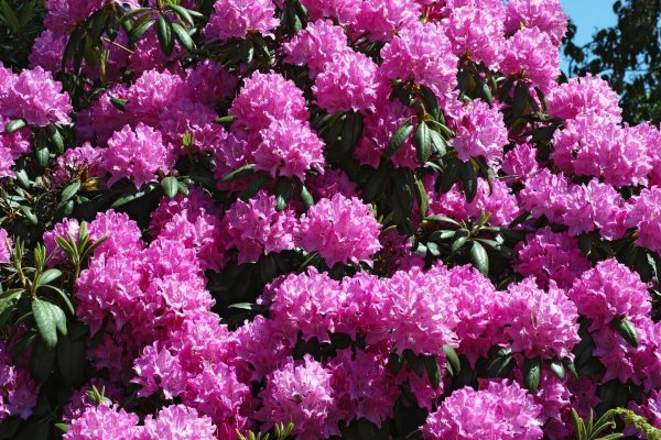 Spring in the garden Before the May weekend, bury it around the rhododendrons in the garden, and on May 1st you will see flowers blooming. Rhododendron fertilizer that doesn't require a diploma