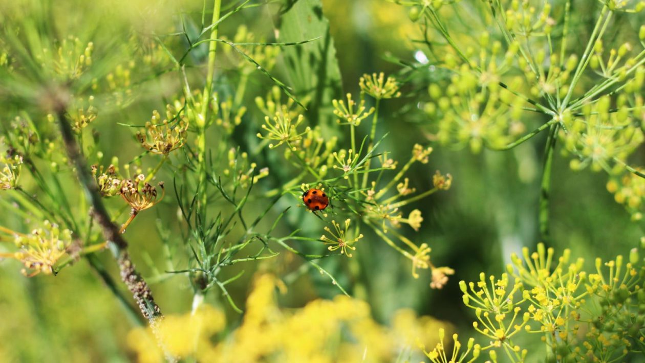 Method for pest control Stir the water until 1 teaspoon dissolves and spray generously on aphids on dill. Every single one of the pests will become extinct. Homemade spray for aphids on dill