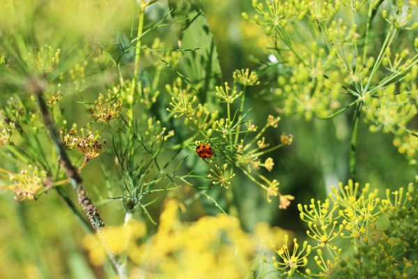 Method for pest control Stir the water until 1 teaspoon dissolves and spray generously on aphids on dill. Every single one of the pests will become extinct. Homemade spray for aphids on dill