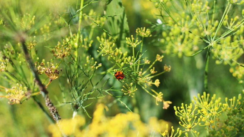 Method for pest control Stir the water until 1 teaspoon dissolves and spray generously on aphids on dill. Every single one of the pests will become extinct. Homemade spray for aphids on dill