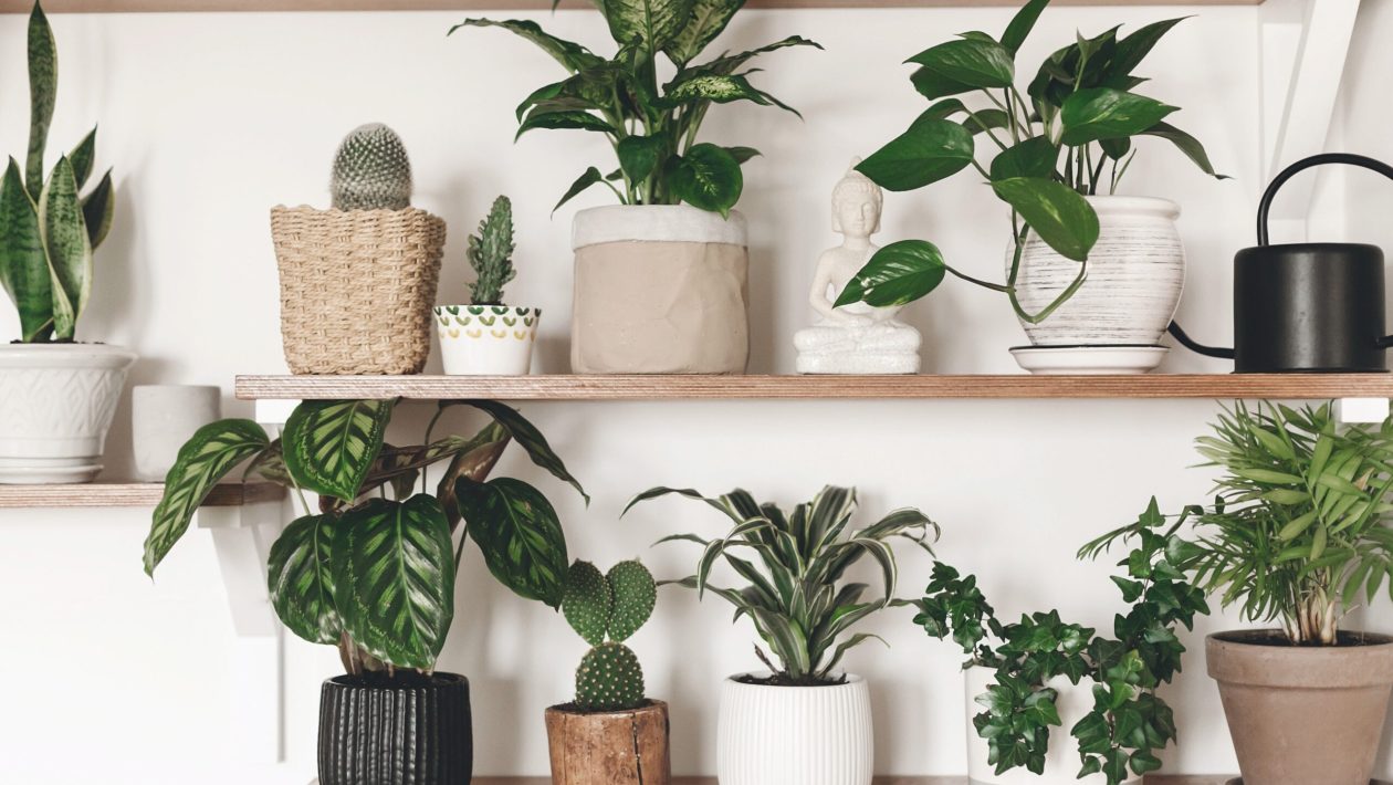 Experts warn: never make this mistake when changing your potted plants