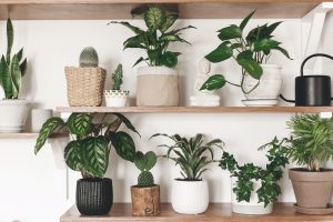 Experts warn: never make this mistake when changing your potted plants