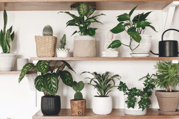 Experts warn: never make this mistake when changing your potted plants