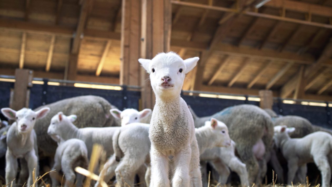 Lamb Fair brings tradition and rural economy to Farelos in Alcoutim