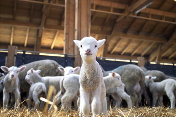 Lamb Fair brings tradition and rural economy to Farelos in Alcoutim