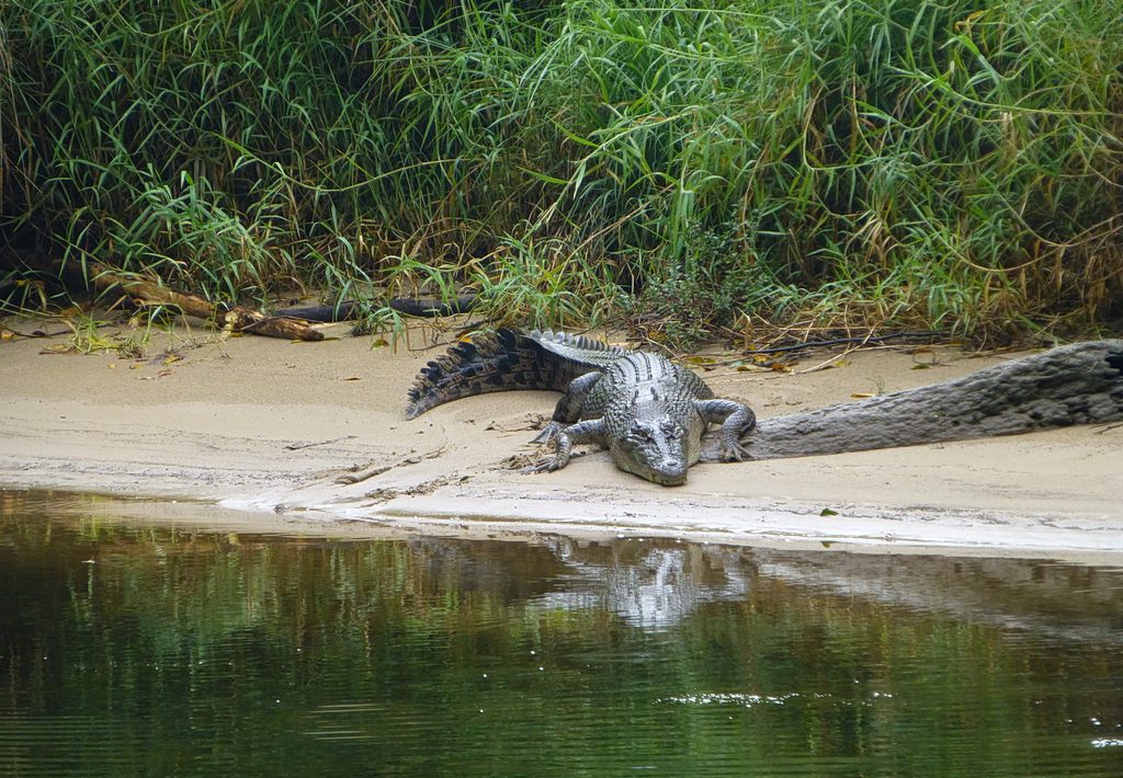 Γαλλία: Ένας κροκόδειλος βρέθηκε νεκρός τυλιγμένος με έναν υπνόσακο μέσα σε κανάλι