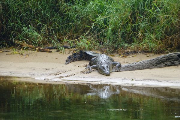 Γαλλία: Ένας κροκόδειλος βρέθηκε νεκρός τυλιγμένος με έναν υπνόσακο μέσα σε κανάλι