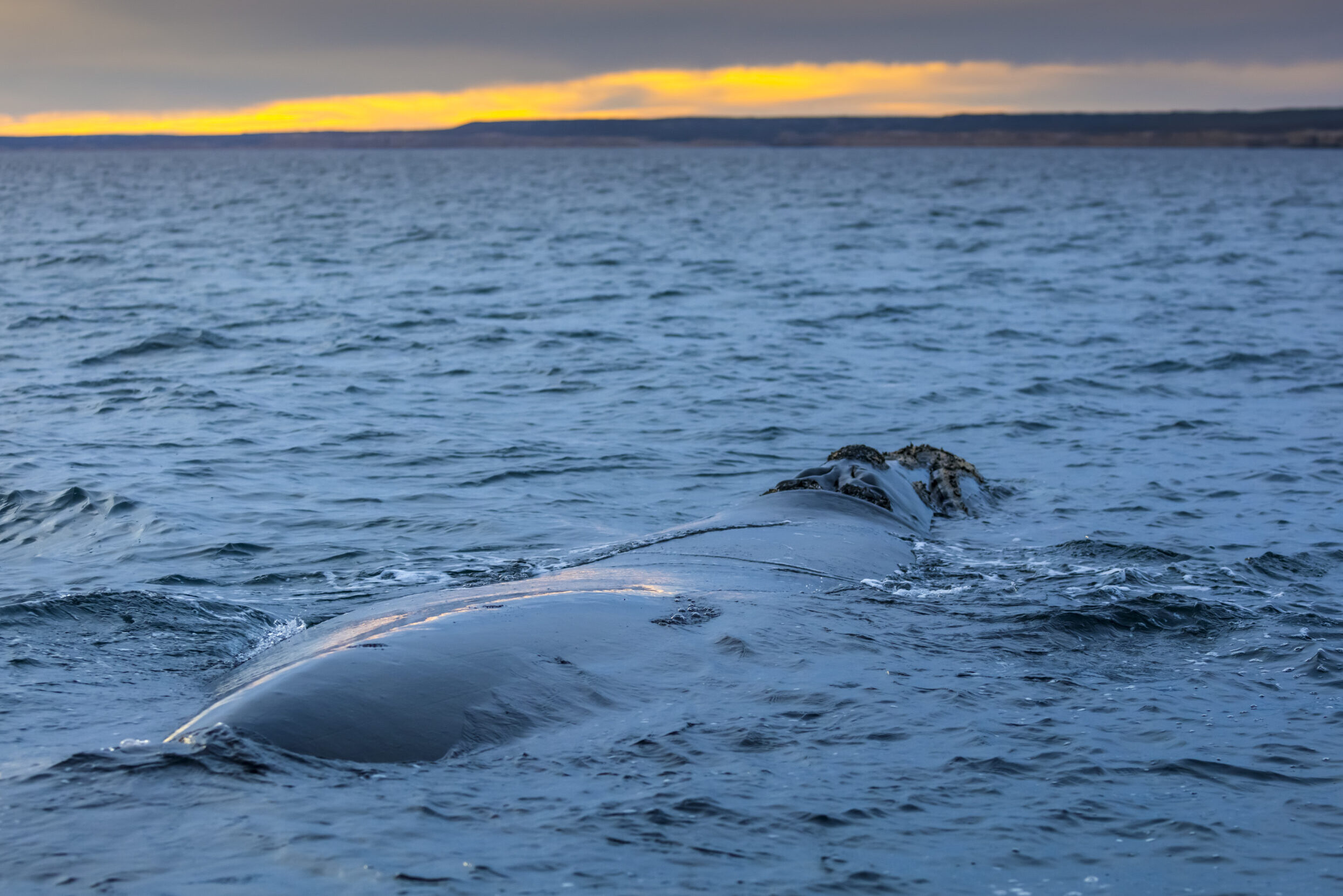 Almost half of the cetaceans caught in the Algarve show signs of interaction with fishing