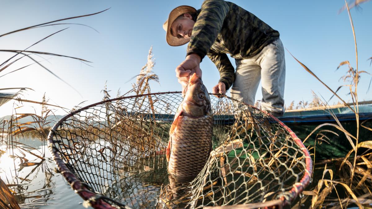 The US is losing another war, but against the Asian carp: fishermen, forced to wear helmets when navigating rivers to protect themselves from this invasive species