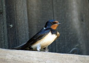 Family Dynamics and Climate Affect Swallow Growth