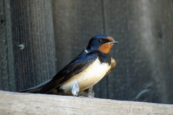 Family Dynamics and Climate Affect Swallow Growth